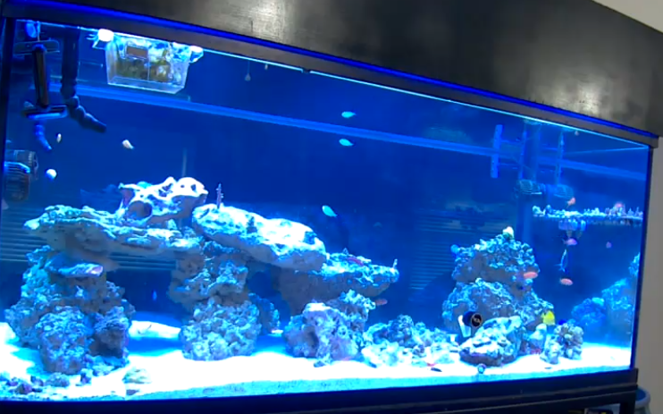 Revolutionizing Aquarium Care: The Marvels of Automatic Fish Feeders